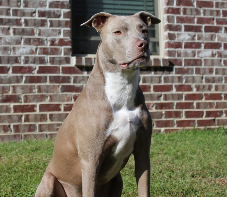 Pit Bull Gets Rescued After Being Trapped In A Portable Restroom