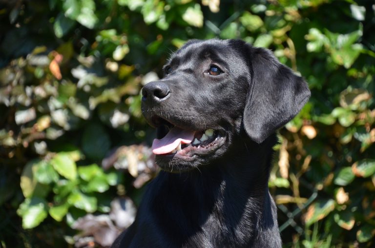 Dogs Help Their Mom Announce Her Pregnancy