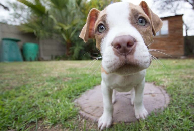 Dad And Daughter Adopt Rescue Pit Bull That Made Their Family Whole Again