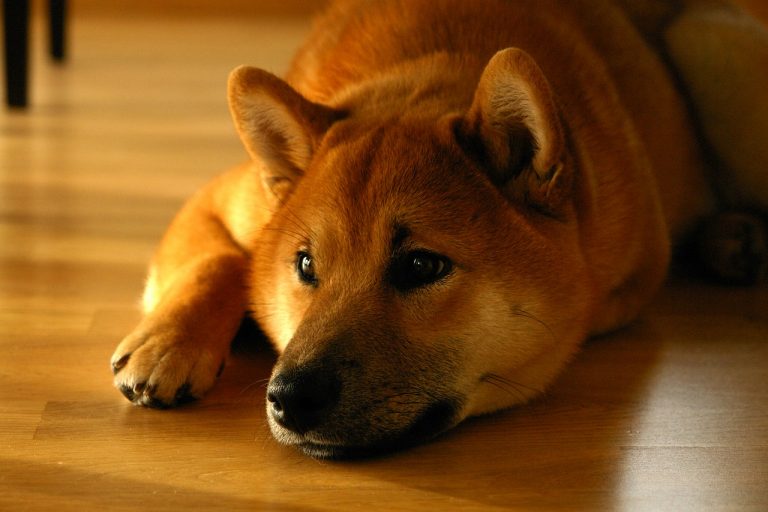 This Dog Is Waiting For Someone Important But There’s Something She Doesn’t Know