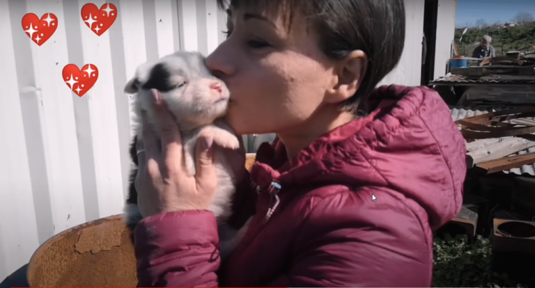 The Tiniest Puppy Found In A Neighbor’s Field Gets Rescued By Kind People