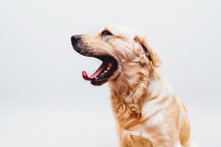 Dog Standing Like A Human Is Astonishing Enough But Watch This Dog Walk Up The Stairs