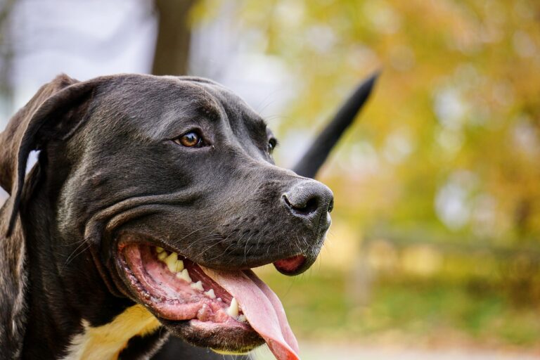 Meet The Blind Sister Dogs That Will Melt Your Heart