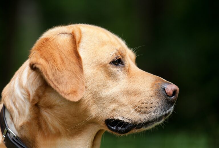 This Dog’s Anxiety Is Causing A Lot Of Destruction In This Household