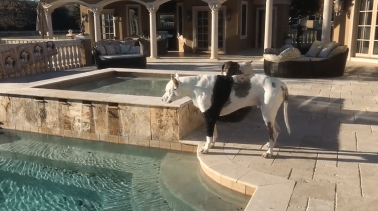 Mom Disapproved Swimming Time, And This Great Dane’s Tantrum Is Worth An Oscar Award