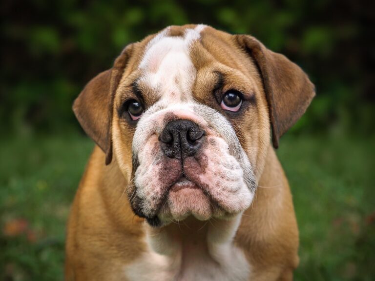 English Bulldog Puppy Can’t Contain His Excitement Over His New Bed