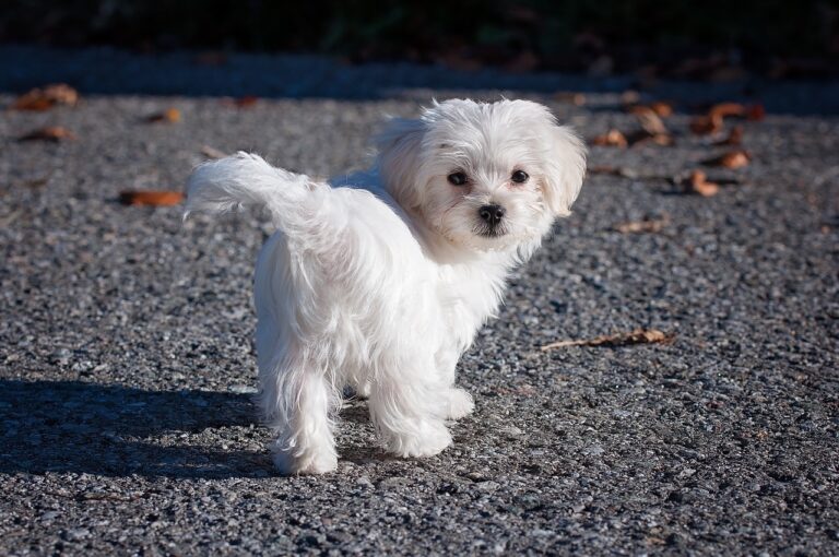 Tiny Dog Chases Off Burglars
