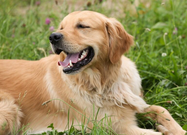 Woman In Wheelchair Finishes Graduate School And Her Service Dog Gets Honorary Diploma Too!