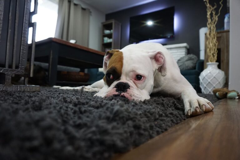 Friendly Pitbull Felt Sad Because Of The Lockdown