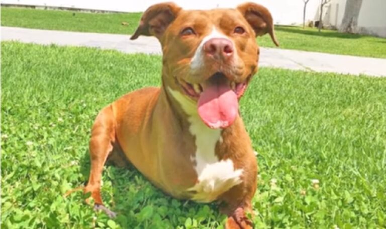 Tri-Pod Dog That Couldn’t Walk Receives Medical Help, And She’s Now Unstoppable