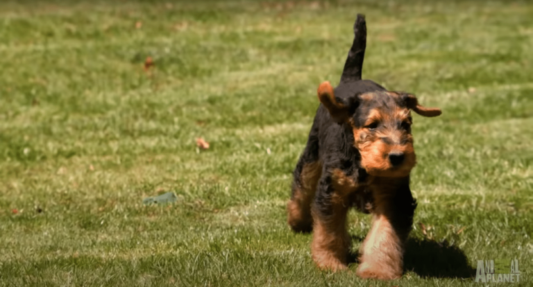 Airedale Terrier Puppy Gets Herded Home By A Goat And An Unusual Friendship Is Formed