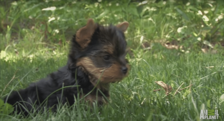 The YorkShire Terrier Pup Who Could Keep Adult Guinea Hens In Line But Found It Difficult To Do The Same To Guinea Chicks