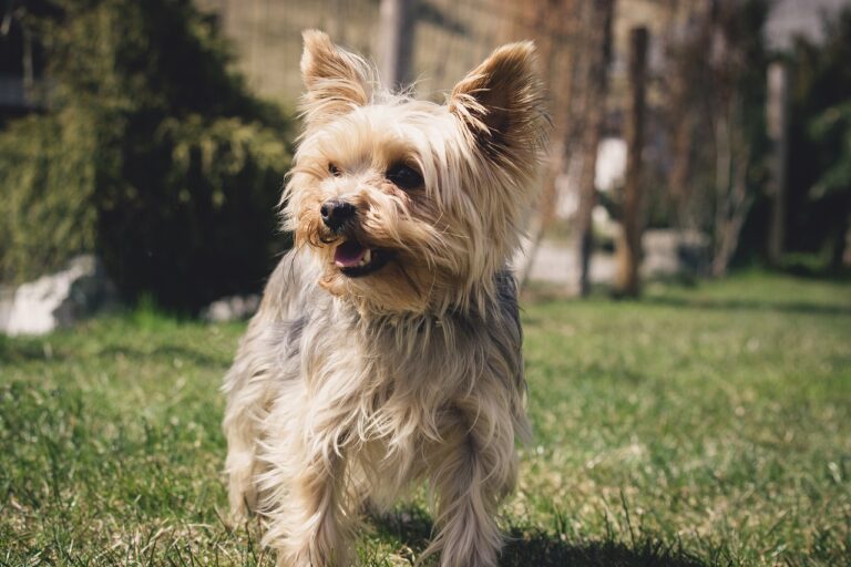 Three-Legged Abandoned Dog Inspires And Comforts People