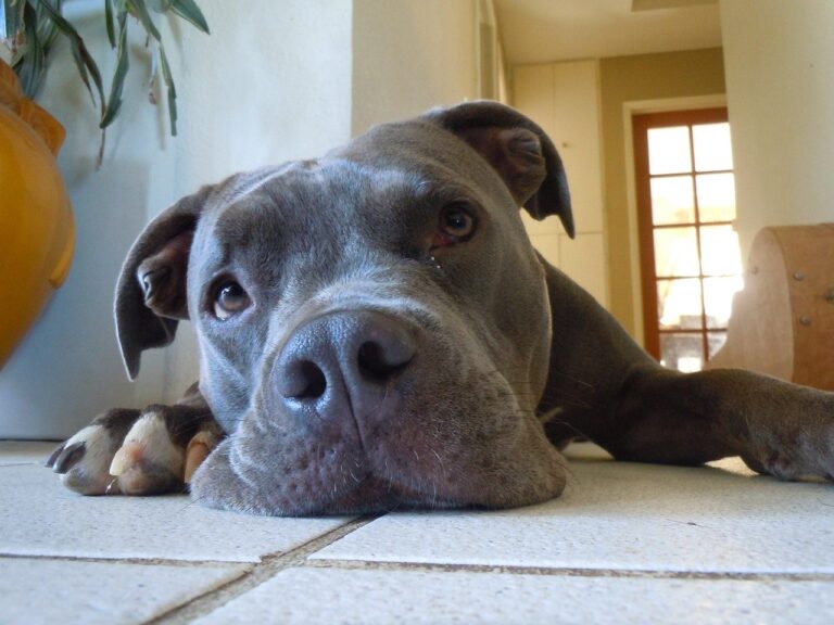 Veterinarian Adopts Rescued Sick Pitbull