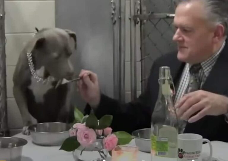 Vet Earns A Sick, Rescue Dog’s Trust By Eating Inside Her Kennel Every Day