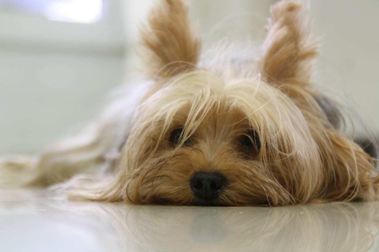 yorkshire terrier, dog, yorkie