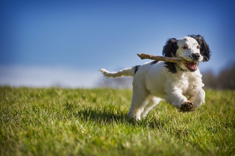 A Dog Named Bruce Likes To Collect Sticks