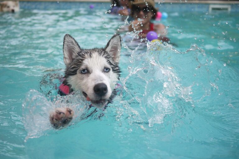 Selfless Delivery Man Leaps Into A Pool To Save A Drowning Dog During One Of His Stops