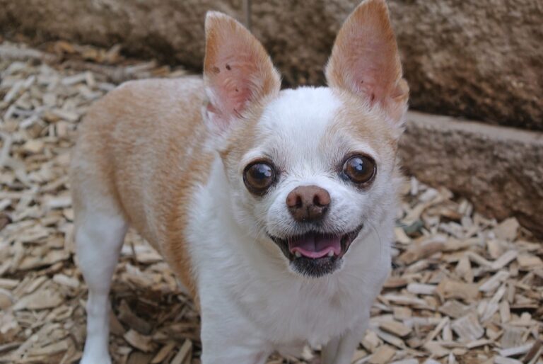 Runaway Chihuahua Got Helped By Kind Little Kids