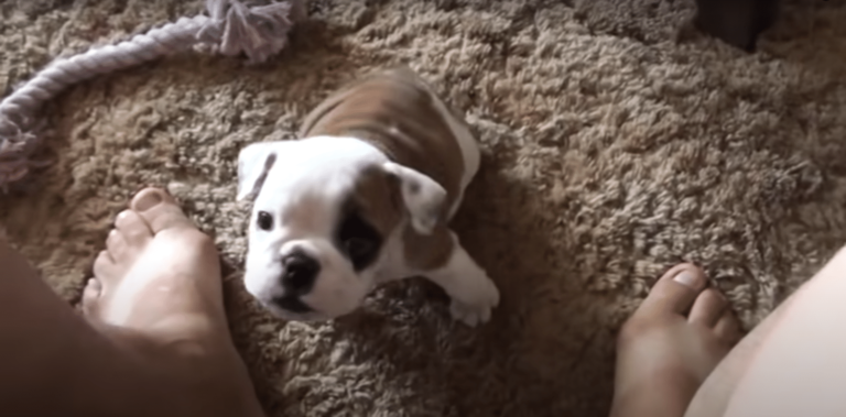Tiny Bulldog Shows Her Courageous And Strong Personality To Her Dad’s Delight