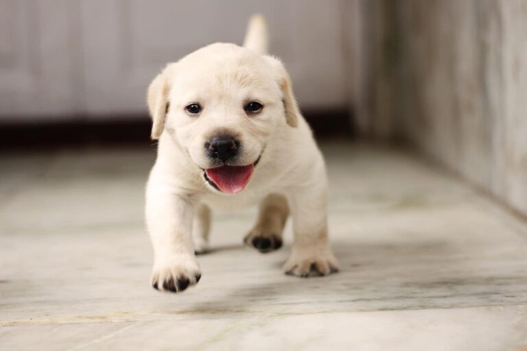 This “Argument” Between Two Dogs Will Remind You Of Your Childhood!