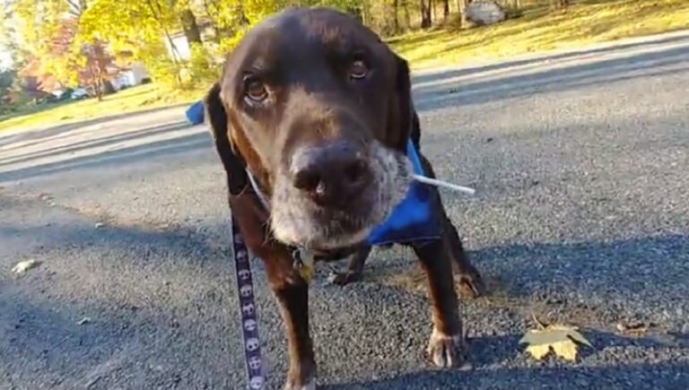 Adventurous Labrador Goes For A Halloween Stroll, Accidentally Discovers Sweet Lollipop