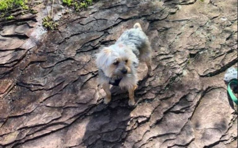 Bowie, The Tiny Rescue Dog Who Saved His Favorite Mailman From Danger