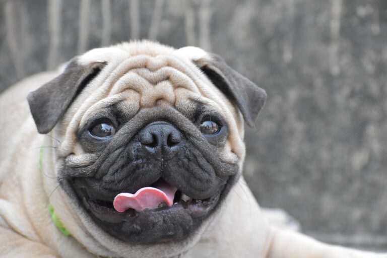 This Adorable Pug Loses It When He Finds Out They’re Going To His Favorite Store!
