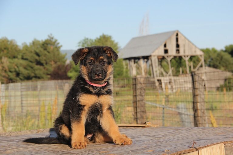 German Shepherd Puppy Tries To Play With Duck That Is Obviously Not Keen On Interacting With It