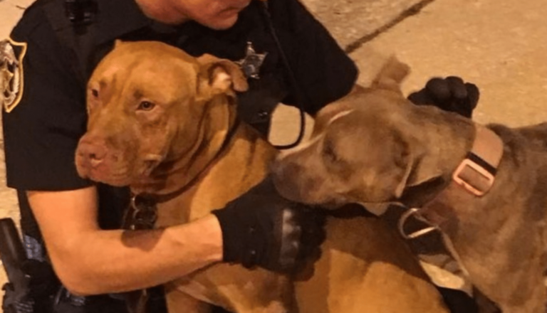 Cops Rescue Two Injured Pit Bulls And Didn’t Leave Until Help Arrived