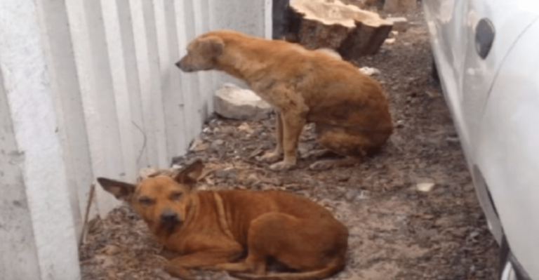 Clever Pup Leads Rescuers To His Abandoned Friend