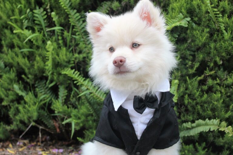 Young Boy Makes Bow Ties To Help Dogs Find Their Forever Homes