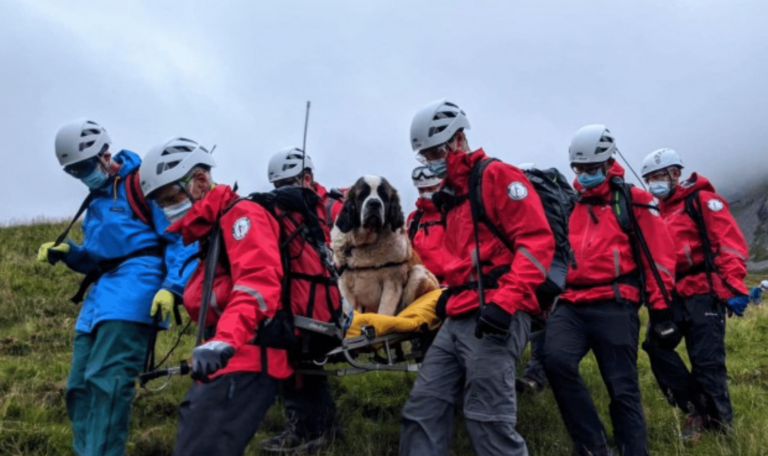 Pup Collapses During Hike With Family, Rescue Team Carries Her On Stretcher All The Way Down The Mountain