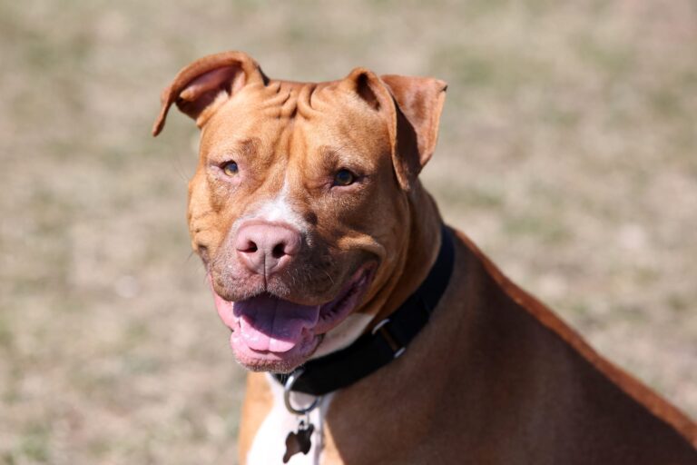 A Rescue Dog Overlooked For Years Finally Got Adopted After 866 Days In Shelter