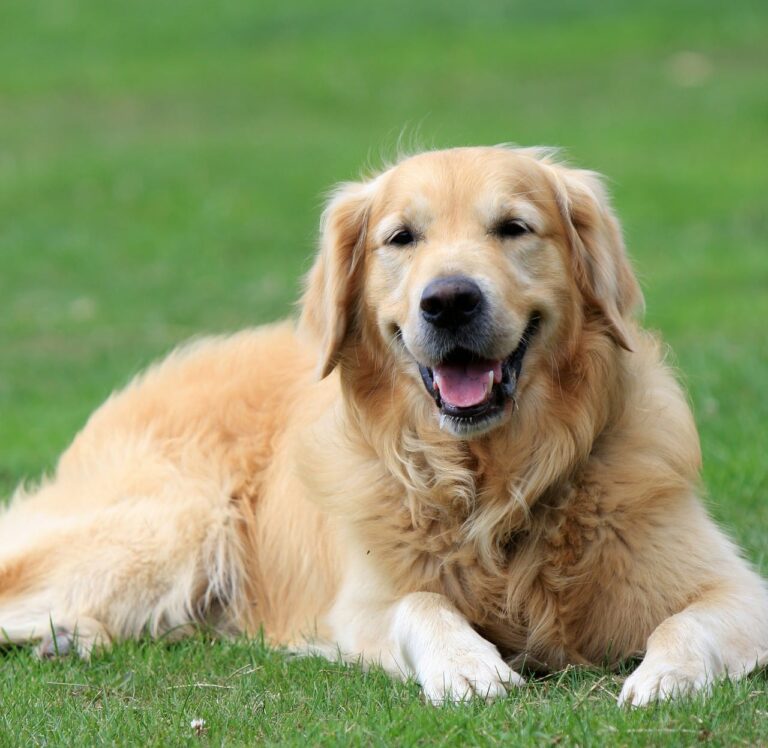 Golden Retriever Helps His Fur Dad Execute His Workout Routines Properly