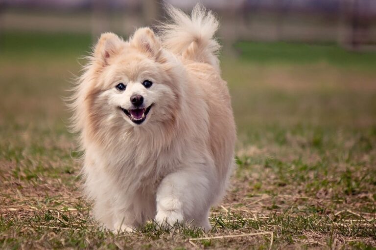 Dog Reunites With “Grandpa” After Pandemic Keeps Them Apart For Months