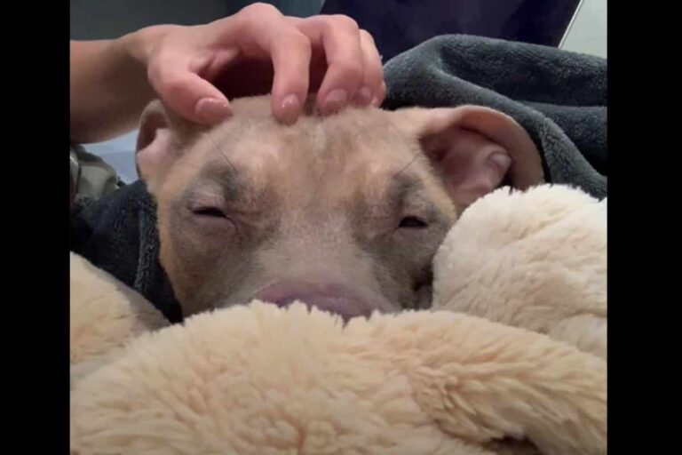 Dog Finally Realizes That She Would Never Be Abandoned Ever Again