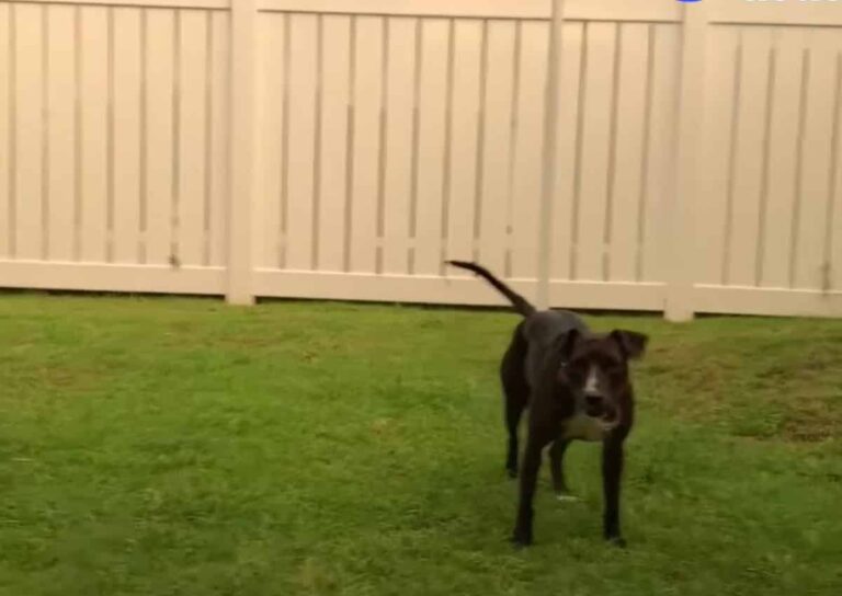 Woman Spends Many Months Trying To Catch A Stray Pooch