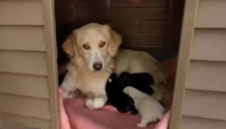 Timely Rescue Of A Dog That Just Gave Birth In An Empty Lot