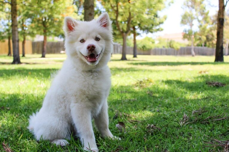 Pup’s Failed Adoption Becomes The Best Thing That Happened To Him