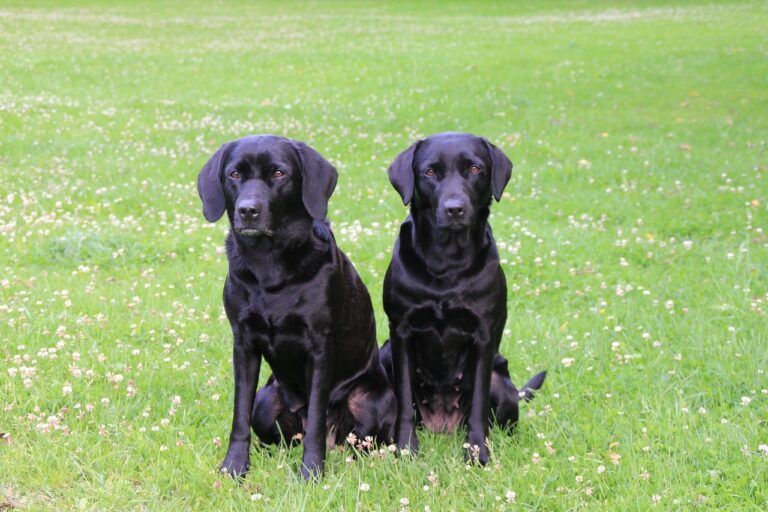 Social Media And Local Police Help Couple Get Back Their Stolen Labradors