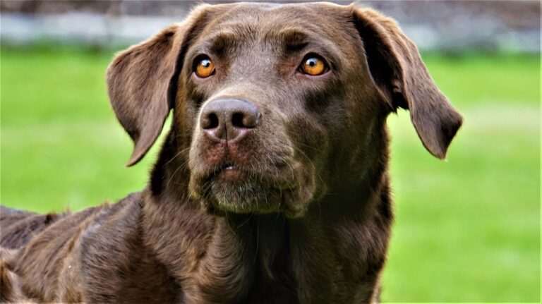 A Homeless Man From Los Angeles Who Reunited With His Dog Hopes To Start A Handyman Business