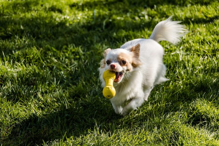 Athletic Border Collie Runs Alongside Fur Mom During Competitive Marathons And It’s The Cutest Thing