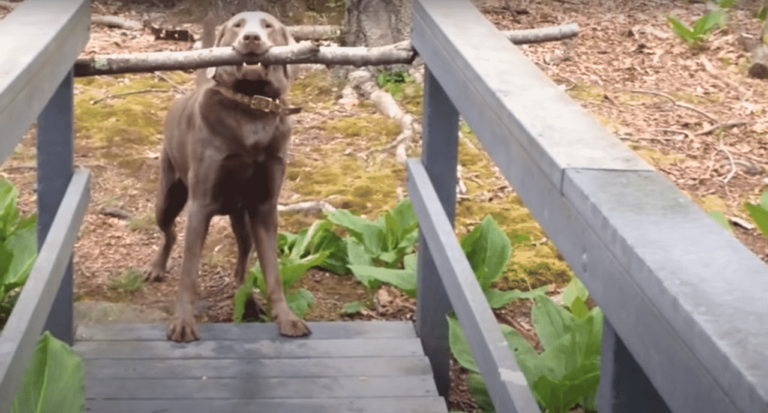 Chocolate Labrador Uses His Smarts To Handle A Problem And We’re Giving Him Two-Thumbs Up For His Ingenuity