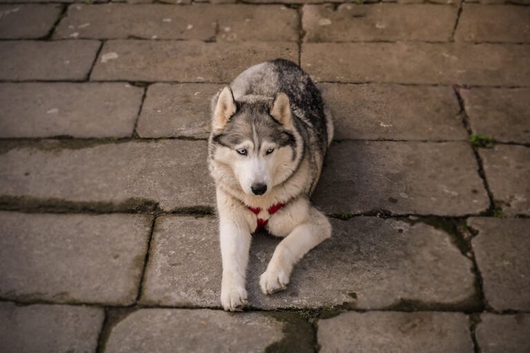 Canadian Man Drives 500 Miles To Reunite With Dog He Lost Four Years Ago