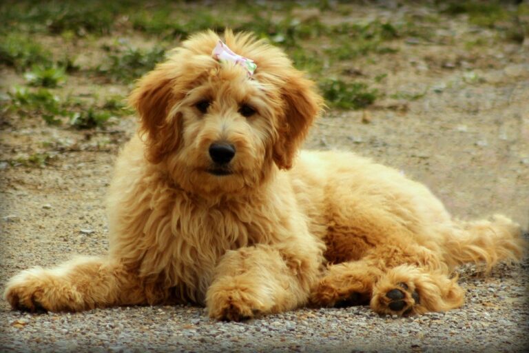 Dog Who Has Been Transformed Into An Alpaca By The Groomer Doesn’t Want To Talk To Her Owner