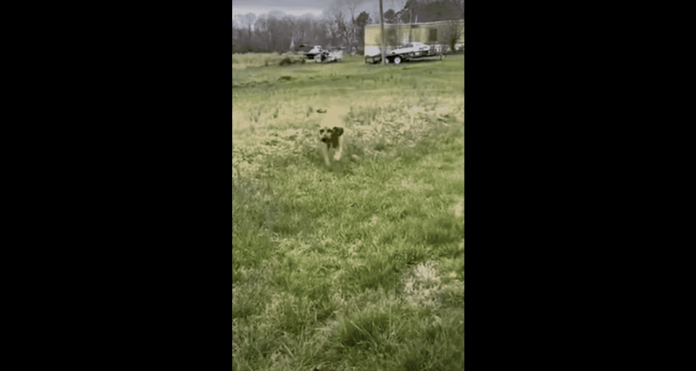 Hilarious Dog Runs Away From Home But Owner Finds Him Just Hanging Out At The Neighbor’s