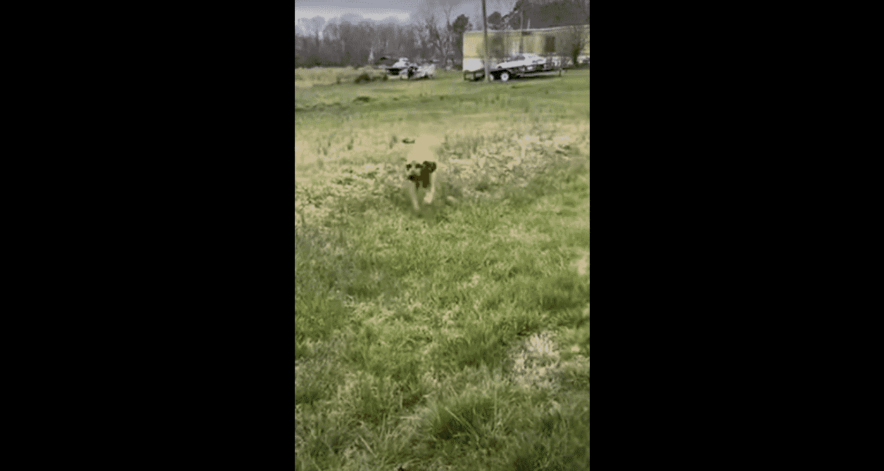 Hilarious Dog Runs Away From Home But Owner Finds Him Just Hanging Out 