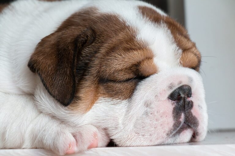 A Little Bulldog Puppy Who Grew Up In An Incubator Brought Happiness To A Family Who Had Lost Their Bulldog