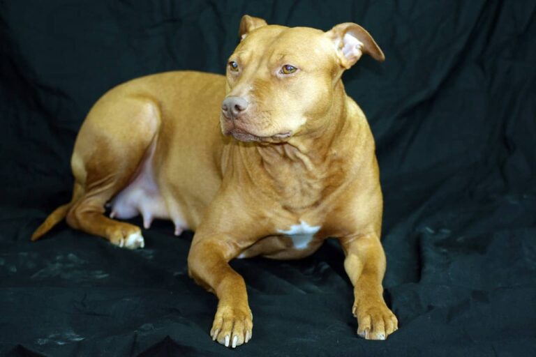 A Senior Dog Who Was Abandoned At A Kill Shelter Got To Live Longer When A Family Showered Her With Love